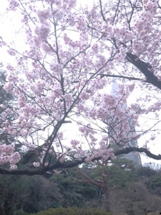 桜