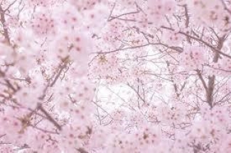 春 ～ 桜 ～ お花見