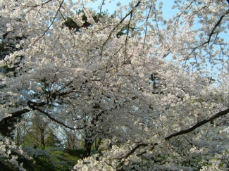 花見の季節