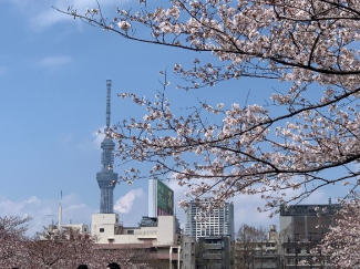 春は「さくらの季節」 ～春とマンションの美観管理～　